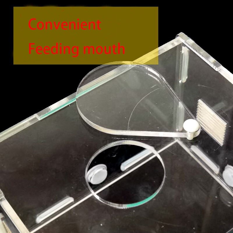 Large Ant Farm Acrylic Ecologico Ant Nest Workshop Transparent Insectes Ants Queen Ants Workshop Ecologico Observation Ant House
