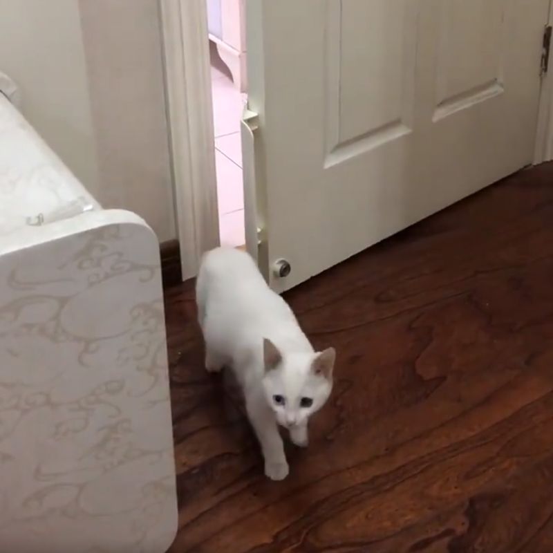 Kattenluikje in binnendeur | Klus Awards