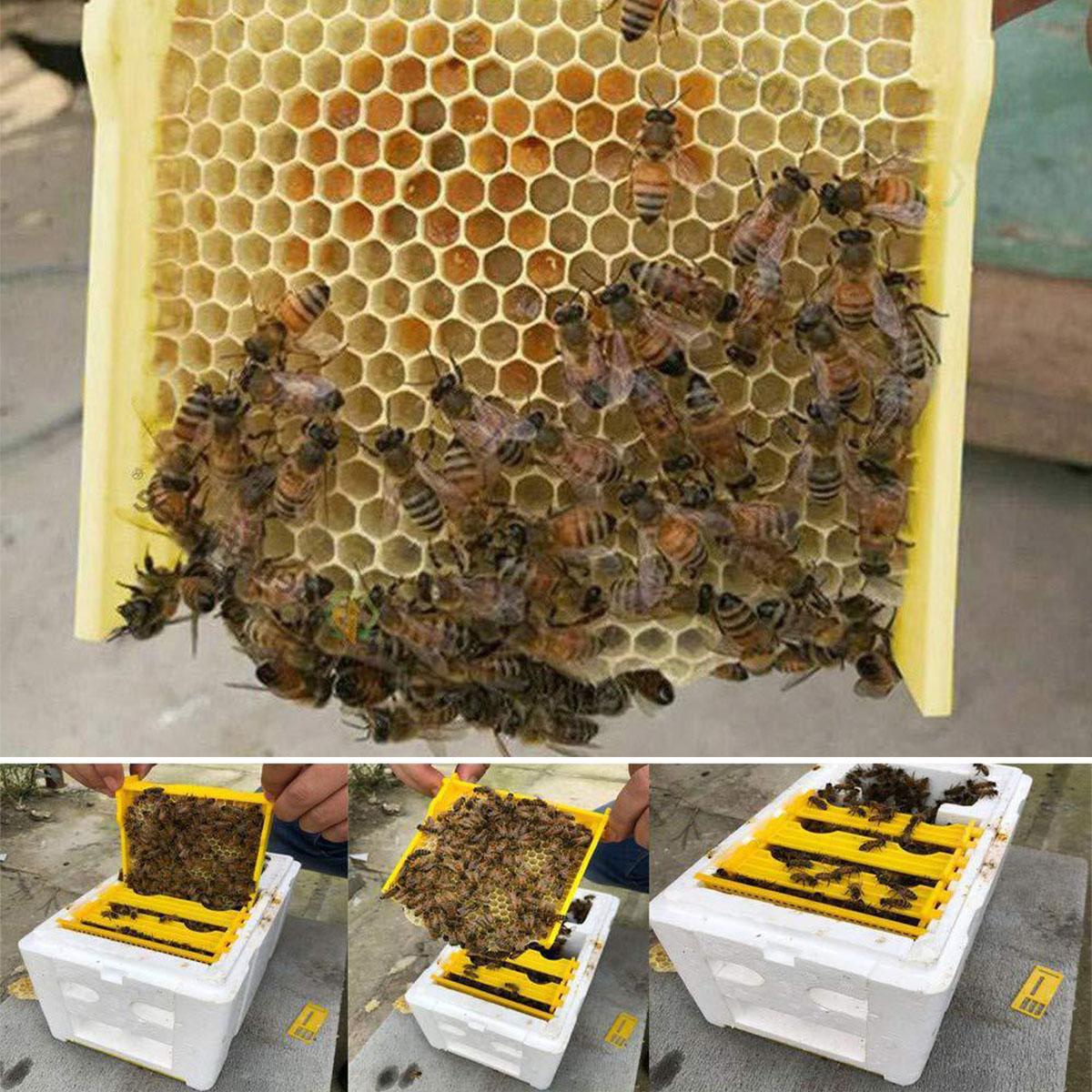 2 layer Beekeeping Bee Hive Plastic Foam Material Rearing Beehive Bee Pollination Tool Bee Box