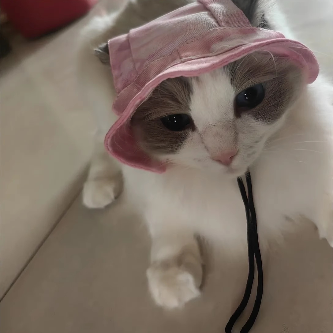 Lille hundekattehatte cowboyhat med ørehuller lille kæledyrs fødselsdagsfest kostume kattehovedbeklædning hvalphund killinghat chihuahua kasket