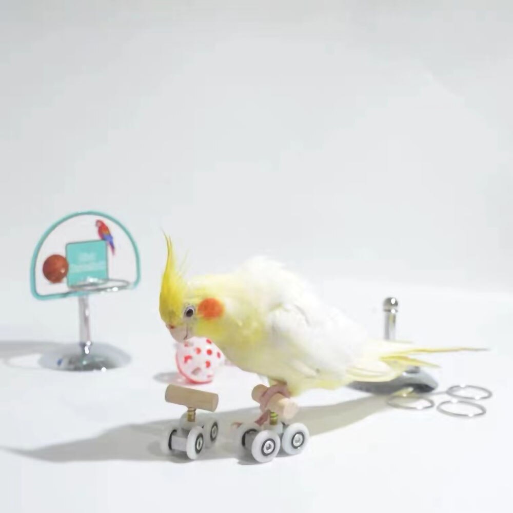 Zabawki dla papug artykuły dla ptaków rozwój inteligencji sprzęt treningowy koło pasowe artykuły dla ptaków wrotki deskorolka, duży, średni,