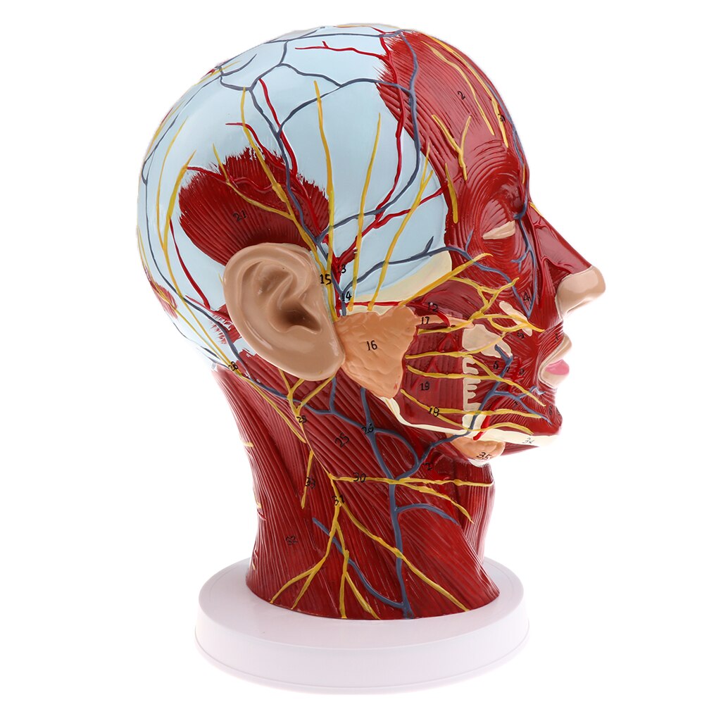 Modèle de plan Sagittal médiane | Modèle de tête pour l'enseignement et la présentation