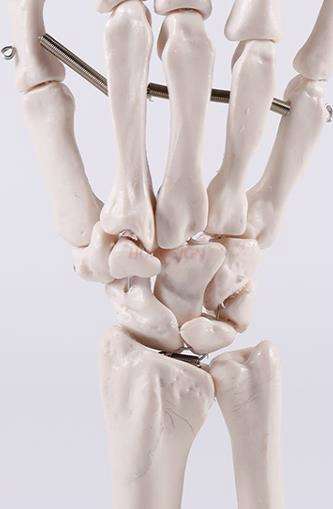 Dłoń kościotrupa Model medyczny nauczanie dłoń kościotrupa Model pomoc dydaktyczna artystyczny obraz dłoń kościotrupa Model kości prawdziwa ludzka dłoń kościotrupa