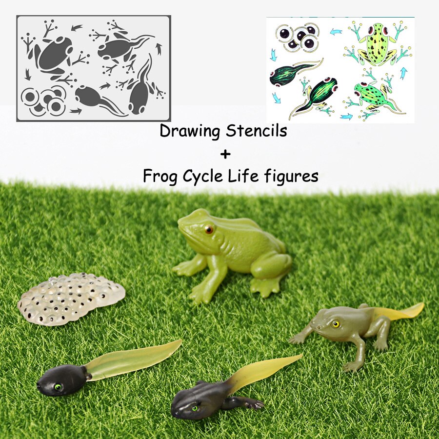 Simulation Animals Life Cycle Model Ladybug Butterfly Hen Turtle Frog Ant Figurine and Stencils Drawing Educational Toys: 1Frog 1Stencil