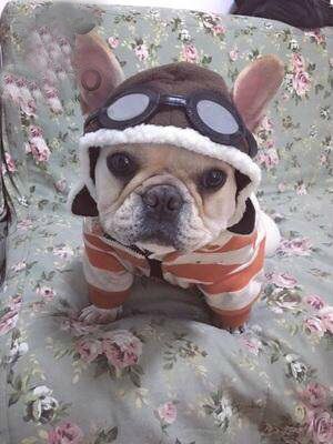 Chapeau d'aviateur pour chien, lapin et chat, oreilles ouvertes, chapeau pour chien, vêtements pour animaux de compagnie, accessoires, petit chapeau pour animaux de compagnie