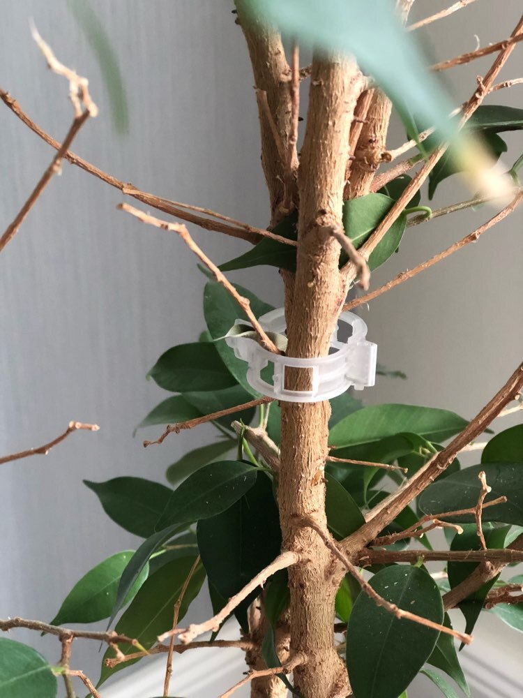 50 stuks/partij * plantenclip / cantaloupeclip / plastic gebonden wijnclip / takclip / hangwijnclip / vaste wijnclip
