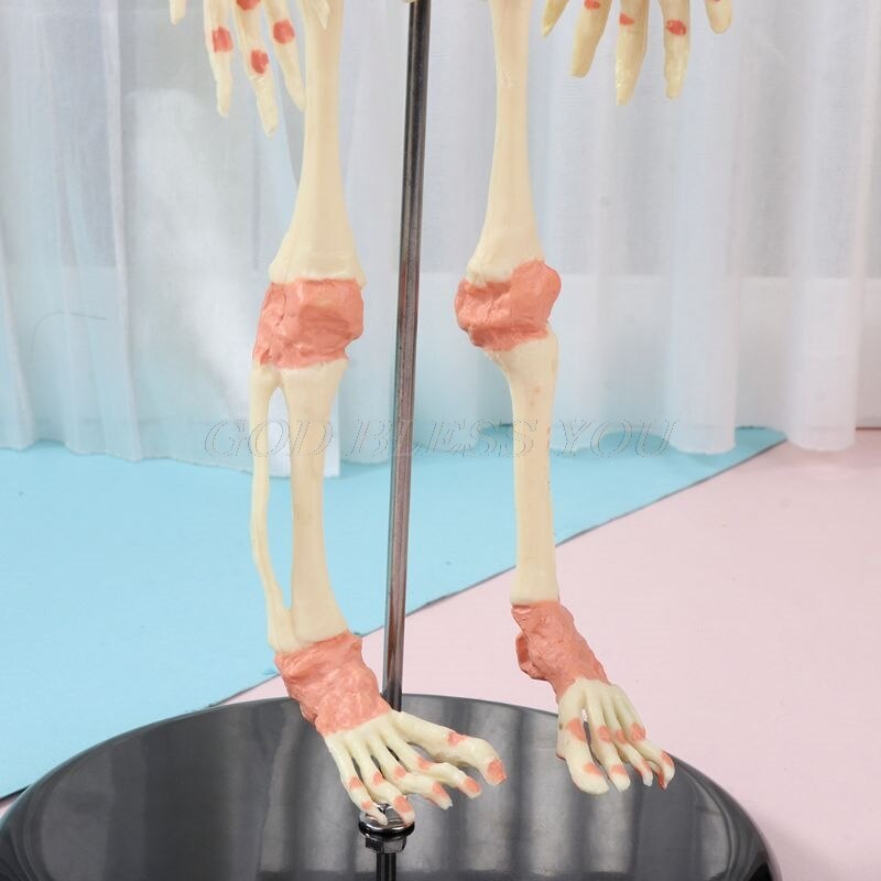 37cm mennesker dobbelt hoved baby kranie skelet anatomi hjerne display undersøgelse undervisning anatomisk model halloween bar ornament