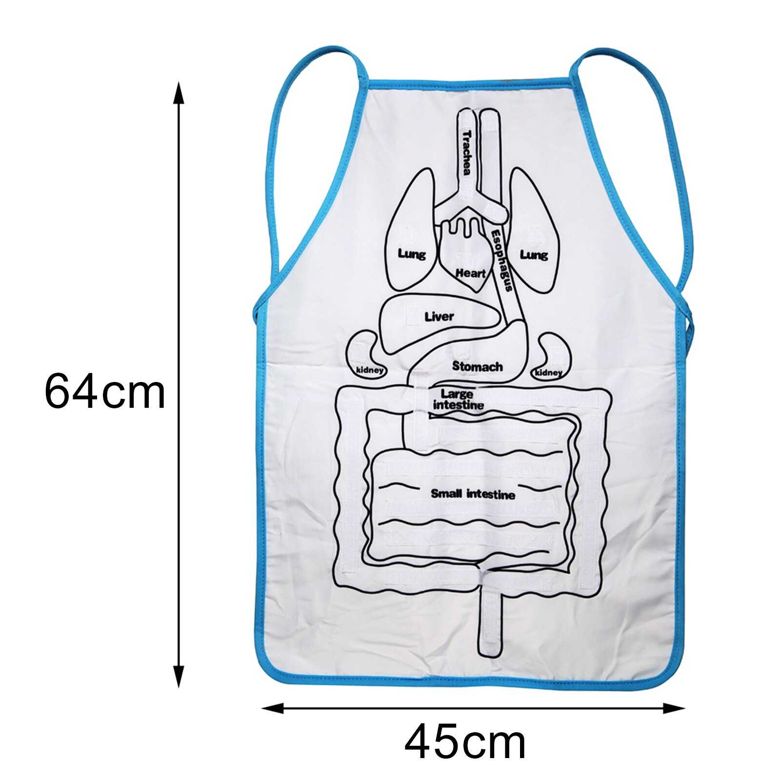 Anatomia fartuch ludzkie ciało organ narzędzie edukacyjne dzieci przedszkole pomoc dydaktyczna
