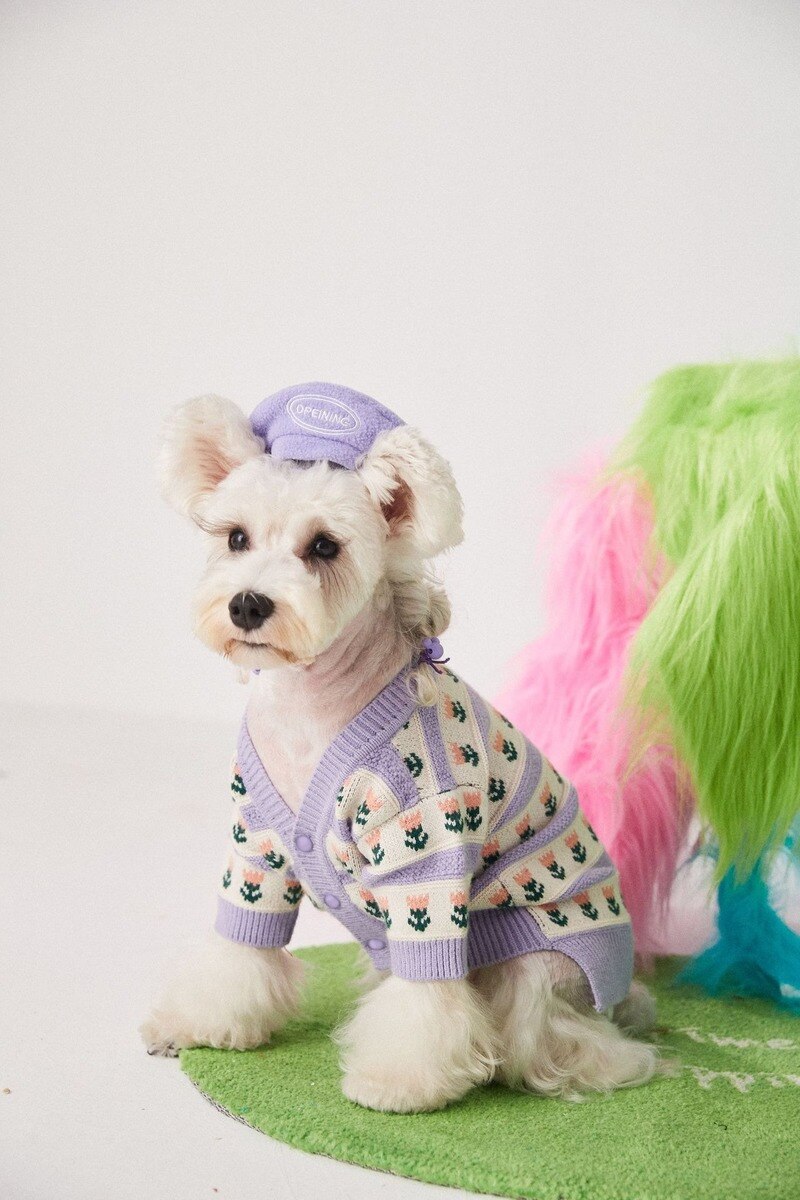 Béret pour chien, joli chapeau pour petit chien, accessoire de décoration, mignon, Schnauzer, pour chiot,