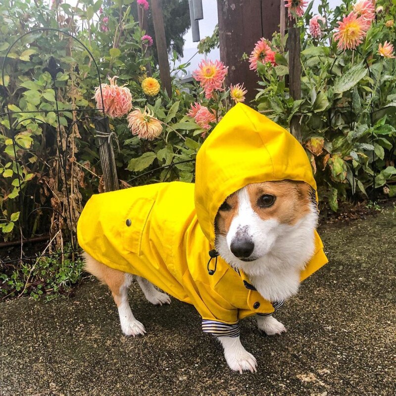 Kæledyr hund regnfrakke puddel bichon schnauzer walisisk corgi tøj shiba inu samoyed hundetøj vandtæt frakke jakke tøj