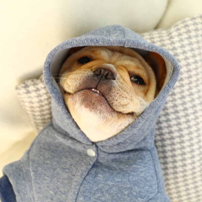 Veste pull à capuche pour chiots Shih Tzu | Drôle de sport, chiot français bouledogue Terrier grosse Animal, chiot chat chien, vêtements de sport S XL