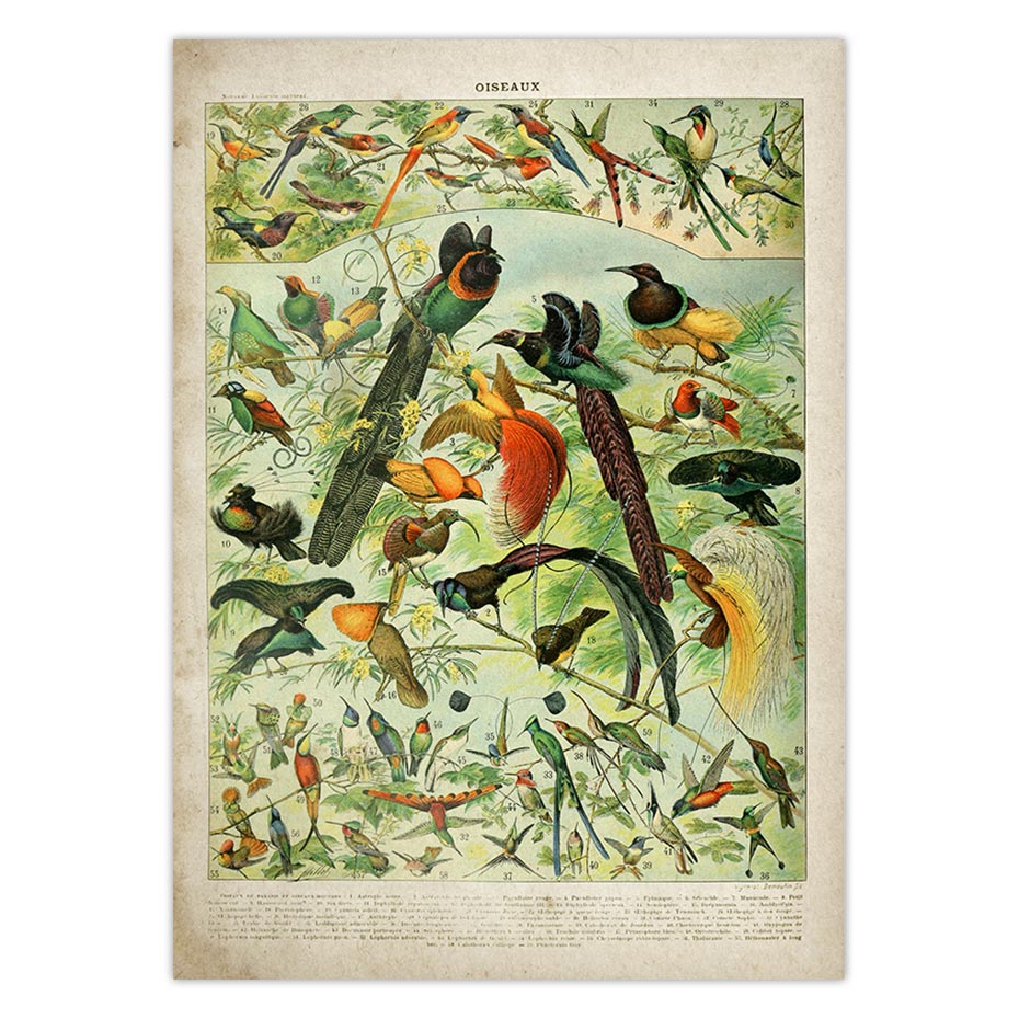 Buttferflies Vintage Poster Bees Insects Birds Plumes Feathers Eggs Wall Art Posters and Prints Adolphe Millot Kraft paper: Purple / 21x30cm No Frame