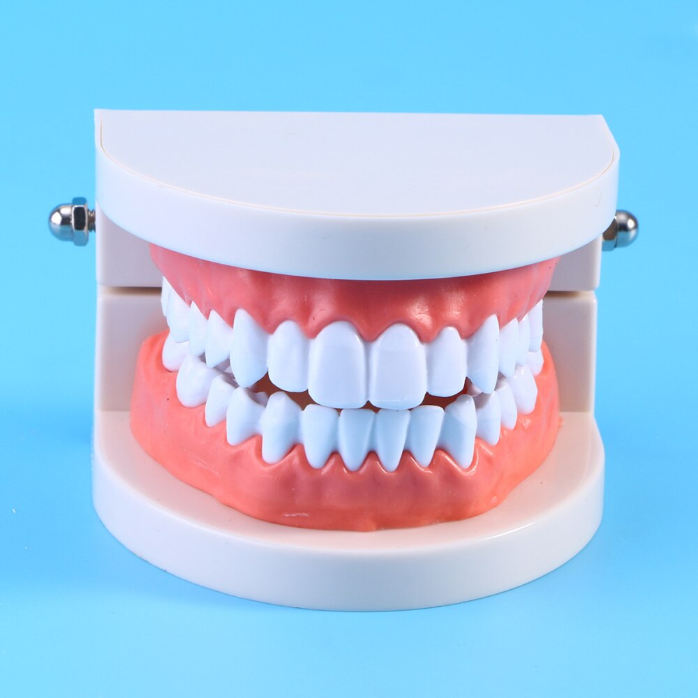 Teeth Model Standard Teaching Study Typodont Demon... – Grandado
