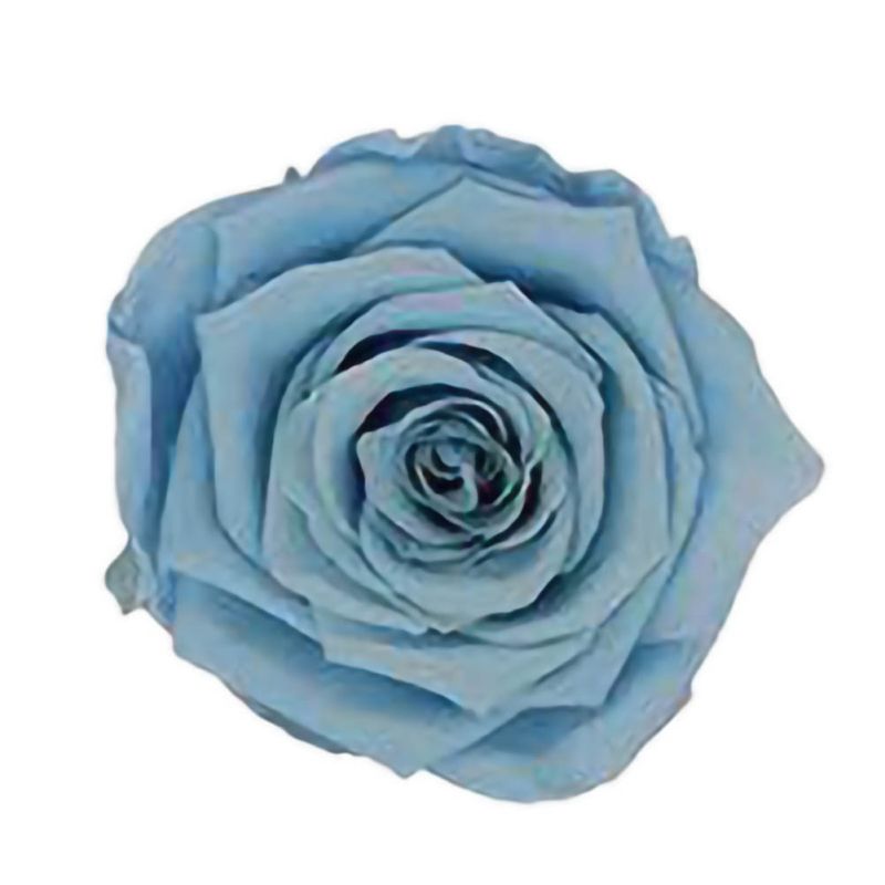 6 Roses Dried Flower Flower Head Eternal Flower B-class Wedding Family Decoration Valentine's Day Mother's Day: QL