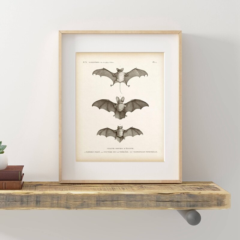 Vintage fladdermustryck halloween målning antik fladdermus djur affisch väggbild heminredning kraftpapper affisch