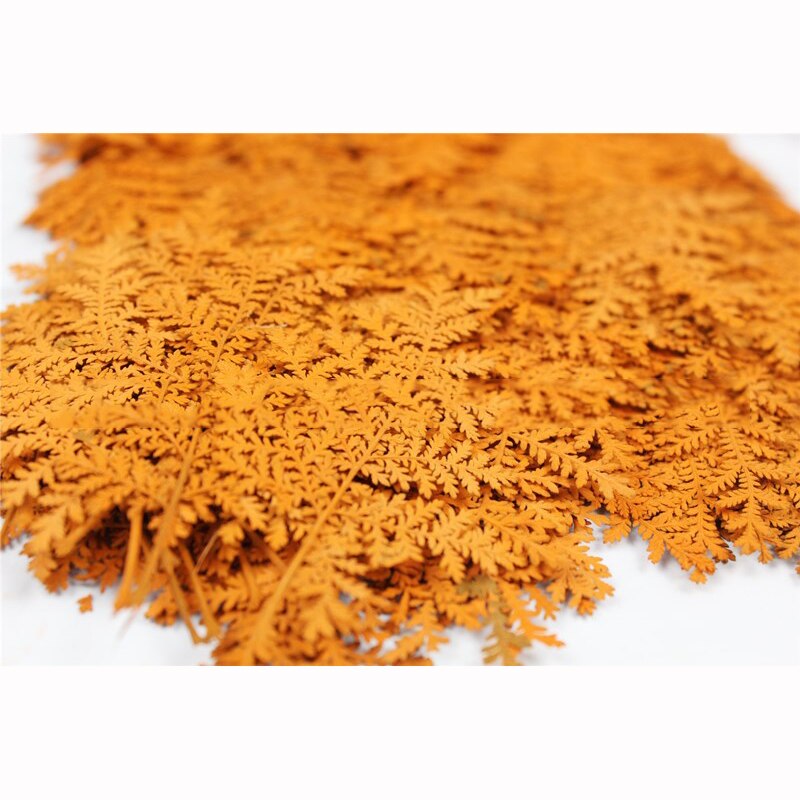 Hojas secas naturales, materiales de relleno decorativos artesanales, flores prensadas secas reales, surtido de hojas prensadas, molde artístico de resina, 12 Uds.: 03