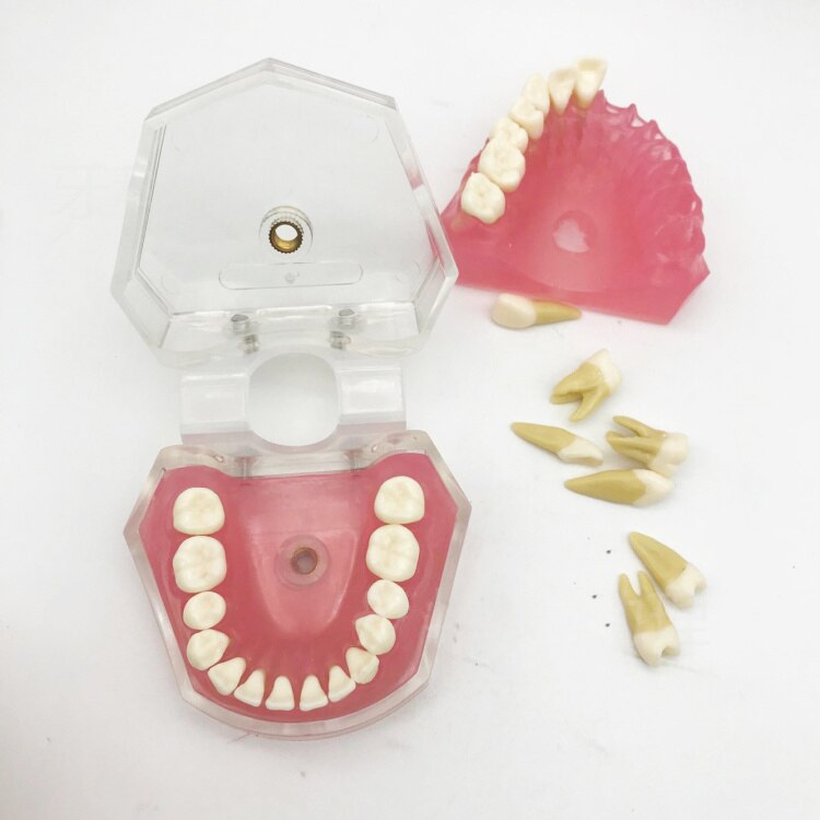 Dental Standard Model with Removable Teeth Dental Study Teach Teeth Model