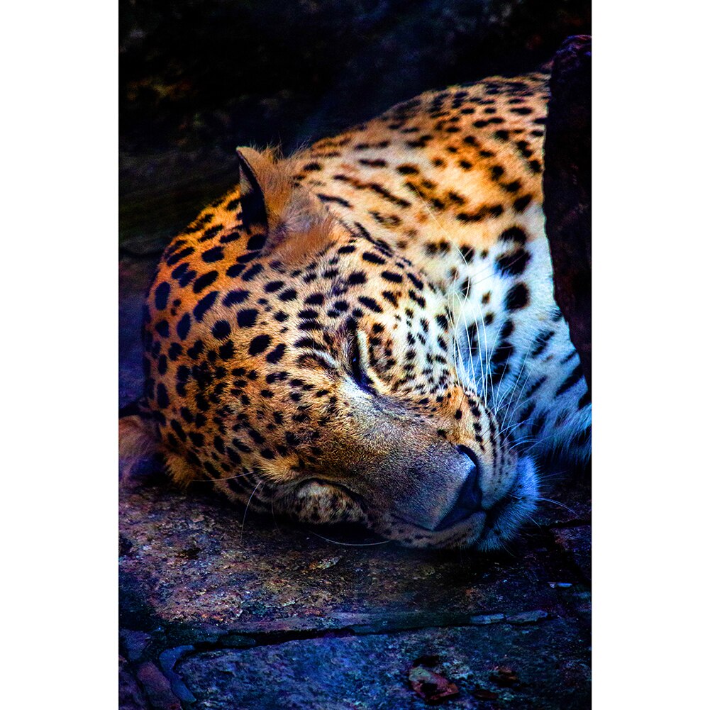 Carino Animali Ritratto di Montaggio Lo Stress Relief Giocattoli di 1000 Pezzi di Carta Jigsaw Puzzle Puzzle Game Giocattoli Interessanti: A