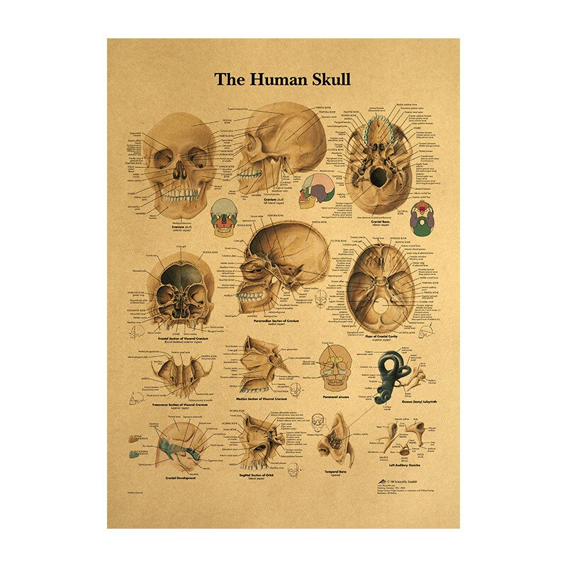 Menselijk Lichaam Illustratie-Schedel Retro Poster Met Kraftpapier Klaslokaal Decoratie Schilderen In Museum