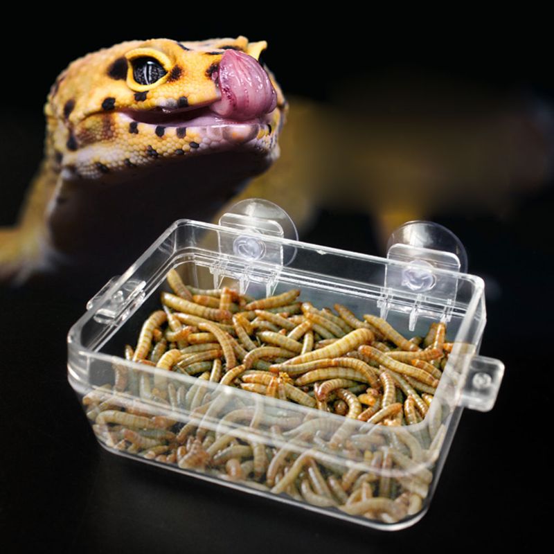 Krypdyrmater anti-flukt mat bolle skilpadde øgle orm levende mat container