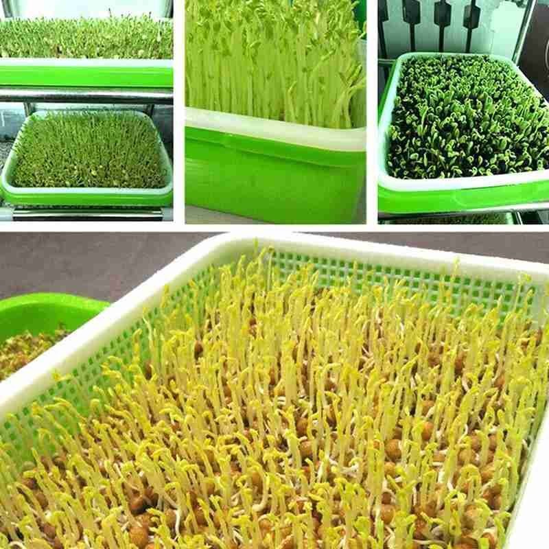 Green Seed Sprout Planting Plate With Cover Pea Bean Pot Wheatgrass Hydroponic Tray Sprouter Home Germination Seedling Syst M3X4