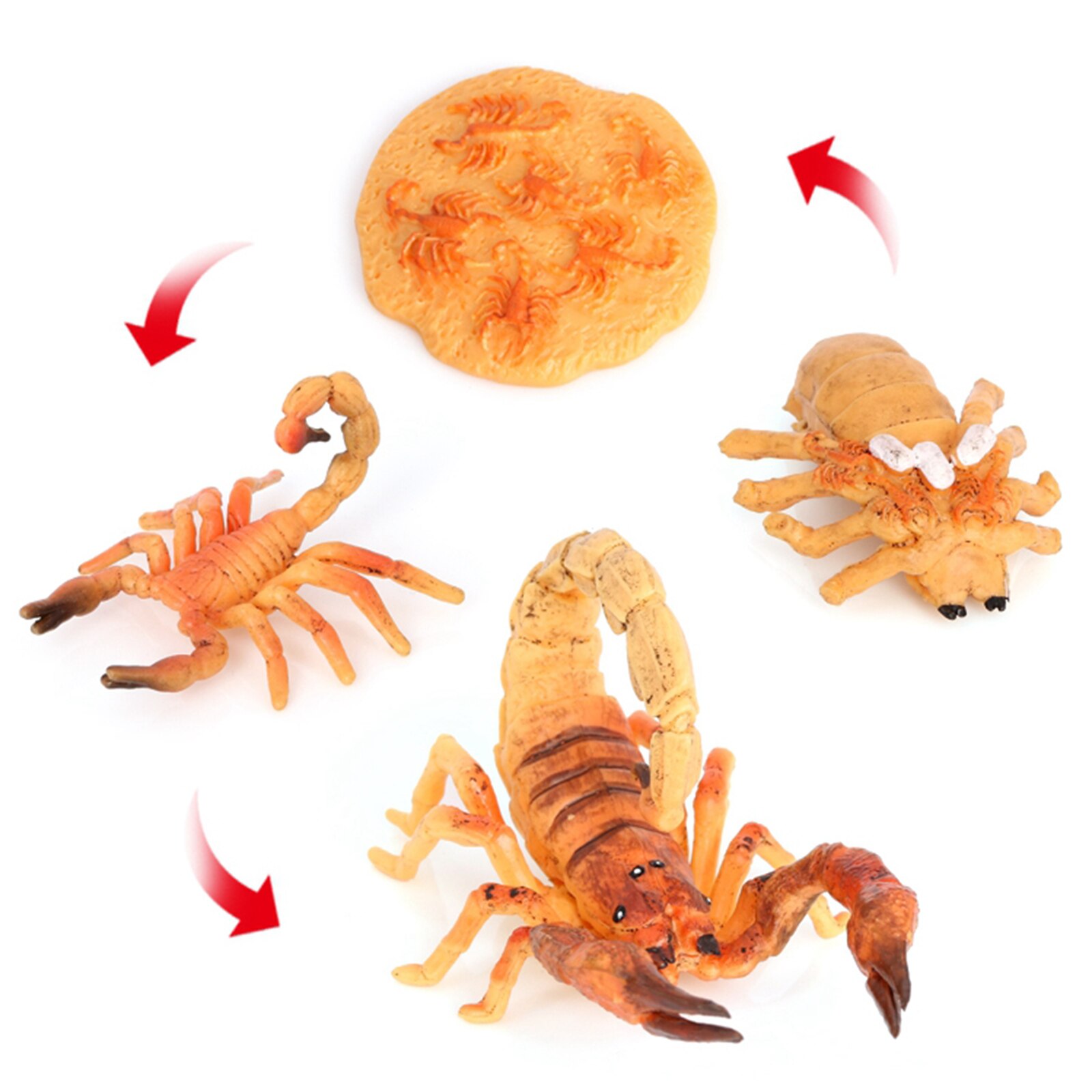 Modèle de Cycle de vie Scorpion de jouet préscolaire de développement éducatif précoce de bébé