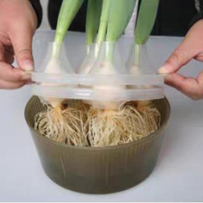 2Sets Tulip Hydroponic Pot 5 Hole Tulip Bulb Hydroponic Special Flower Pot Tulip Flower Pot Hydroponic Flower Pot