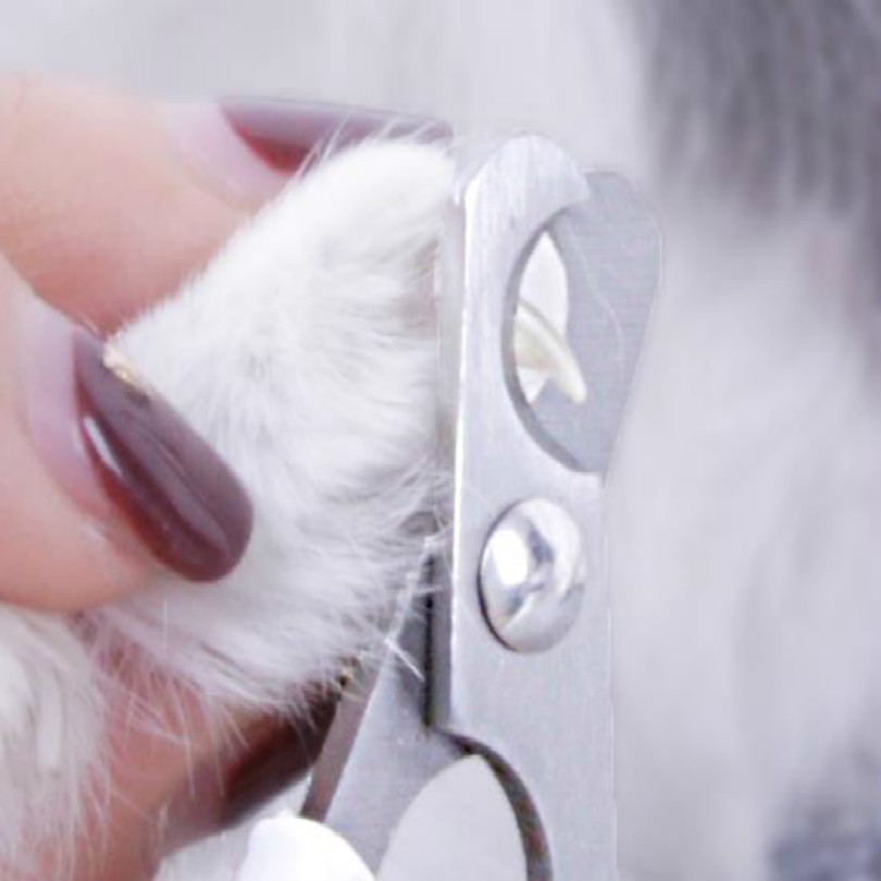 220v 2400w hårtørrer hunde tørretumbler kæledyr hårtørrer kæledyr blæser pleje hår: Reparation af hundesøm