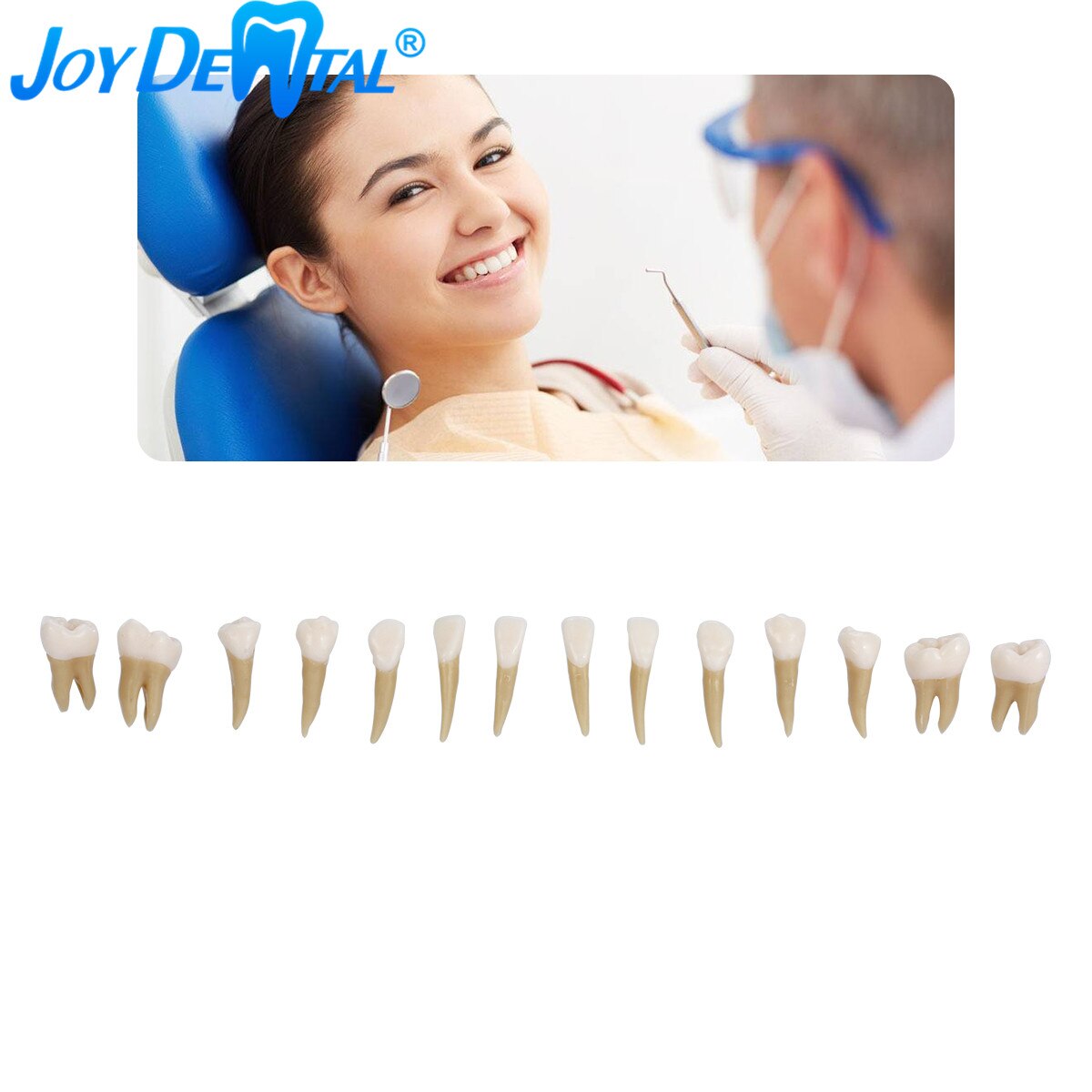 Dents dentaires permanentes 1: 1 pour adultes, 28 pièces, modèle de démonstration, enseignement et étude