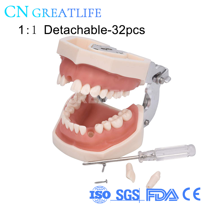 Good Typodont Teeth Model Practical False Dental Teeth Model Teeth Model for Studying: 1 to 1 detachable 32