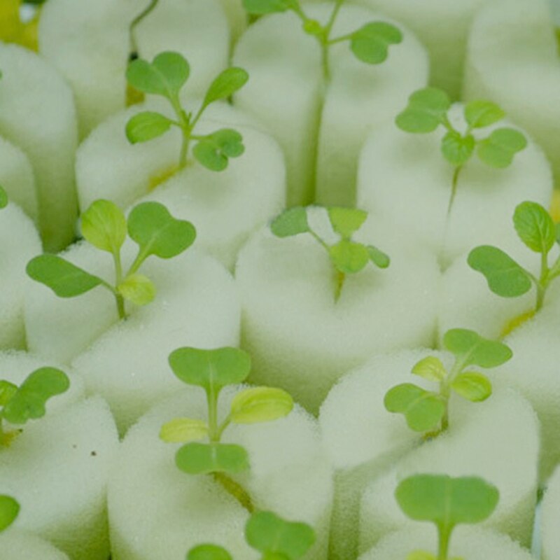 40 stk 50mm by 30mm rodpropper jordløs dyrkning af kimplanter plantet svamp grøn tommelfinger hvid frøplantsvamp