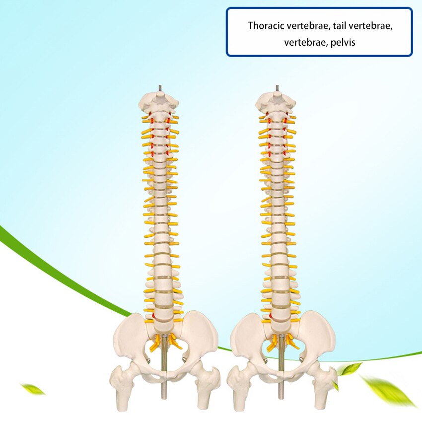 Modelo de espina humana anatómica de 45cm, suministros de anatomía Lumbar humana, modelos espinales, demostración para exhibición de enseñanza escolar