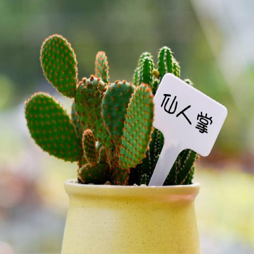 L 10cm W 5cm W stylu T etykiety roślin znaczniki roślin etykieta robić roślin etykiety ogrodowe naczynia z tworzywa sztucznego dla sadzonek 100 sztuk/partia darmowa wysyłka