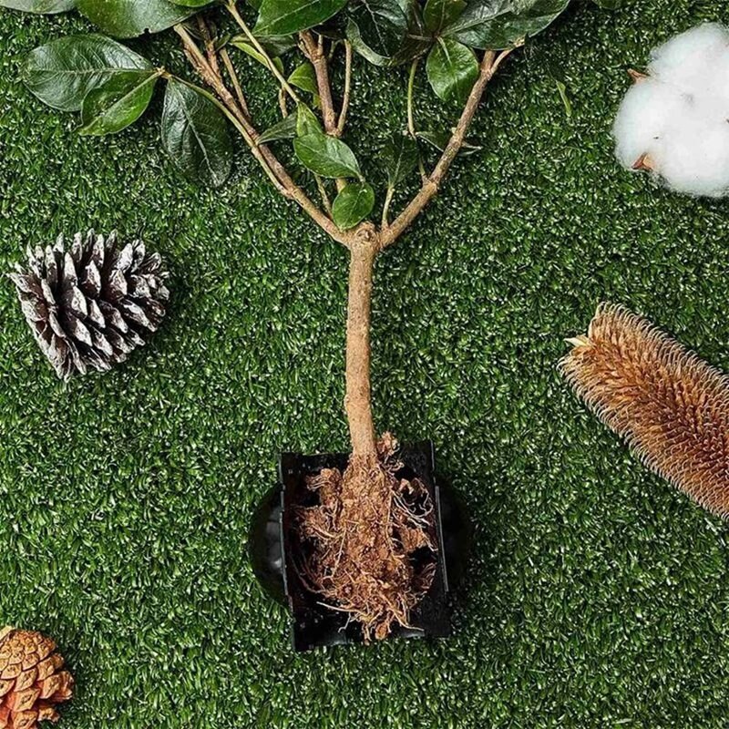 20Pcs Reusable Plant Rooting Equipment Kit Cutting Grafting Rooting Box Branch Rooting Propagator Breeding Ball