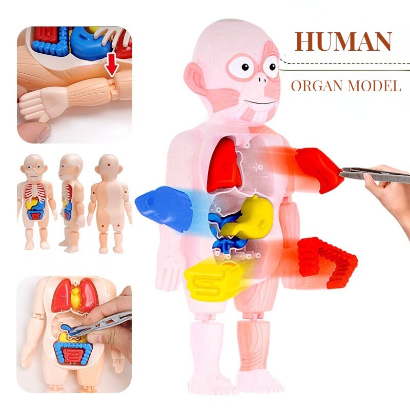Menneskelig krop anatomi model barn 3d puslespil pædagogisk læring organ samlet legetøj krop organ undervisning værktøj til børn damp