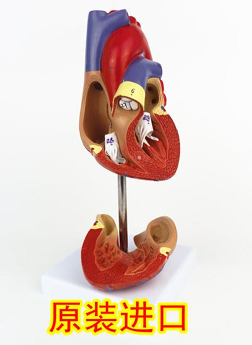 originele hart anatomie model 2 onderdelen 1: 1 hart model met 34 nummer