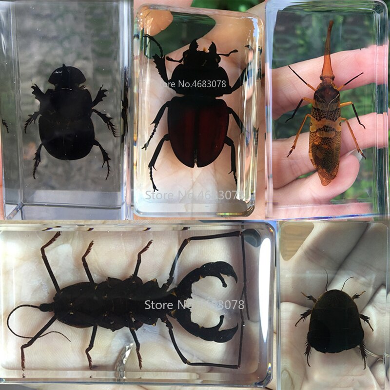 1 stykke møgbilleprøve skorpion i klar harpiks pædagogisk udforske instrument skole biologi undervisningsartikler 73 x 41 x 20mm