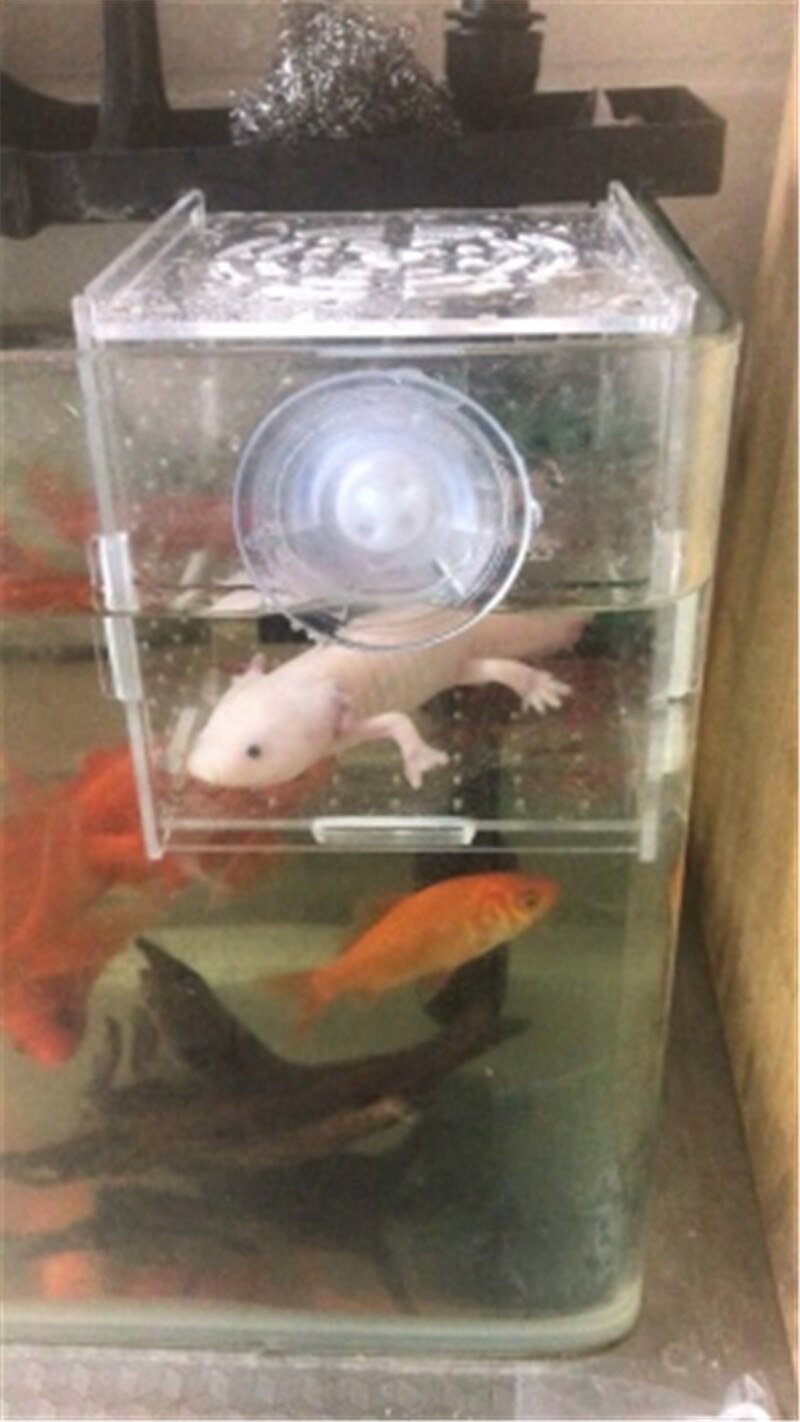 Large size aquarium breeding box acrylic isolation fish hatching single multi-grid boxes aquarium incubator 1pc