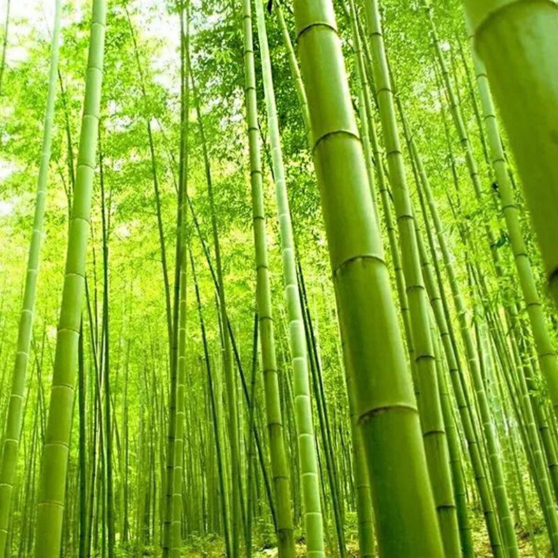 Barbecue Bamboo Skewers Disposable Natural Kebob Sticks Bamboo Roasting Skewers Party Buffet With Barbecue Tab BBQ Tools