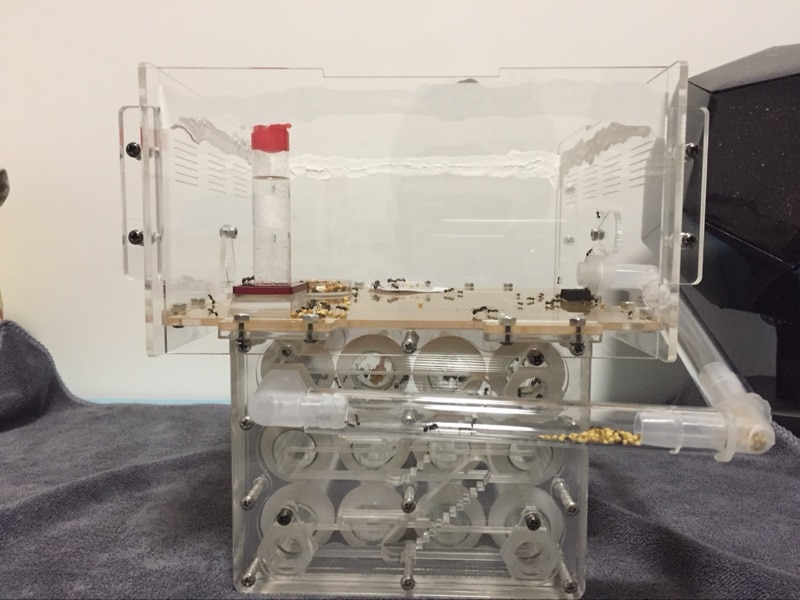 Mier Acryl Nest Boerderij Huisdier Insect Mierennesten Villa Huisdier Huis Verlengen Actieve Zone Transparante 6 Size Voor Student Wetenschappelijke klasse Gebruik