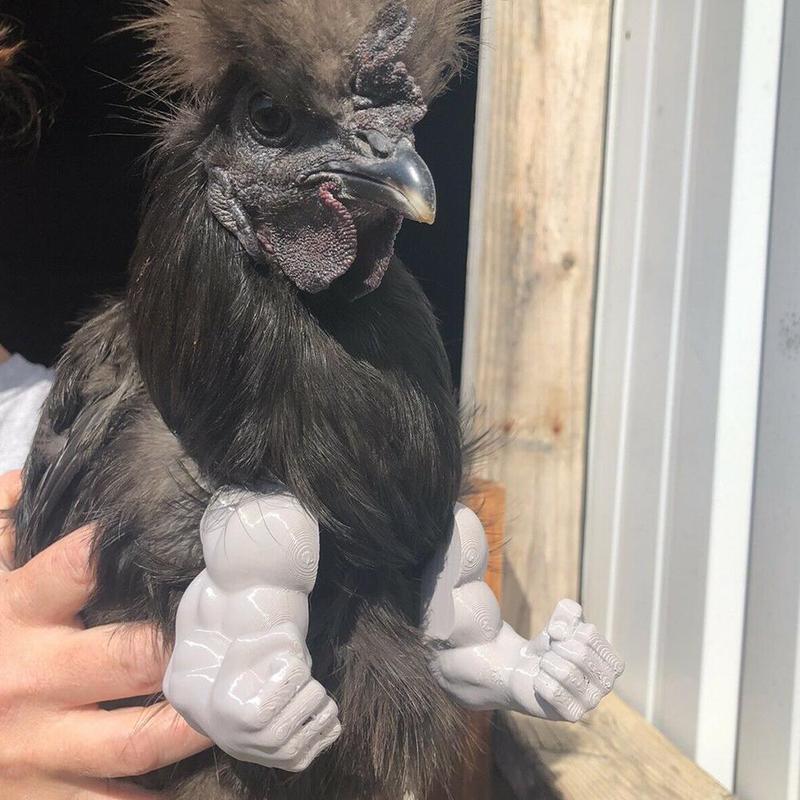 Bras de poulet en forme de bras, jouet, accessoires, décoration, pour Animal domestique, fête à thème, fournitures d'animaux,