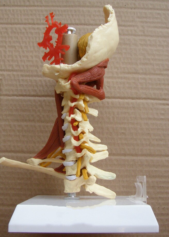 1:1 LifeSize Cervical Vertebrae Cervical and Vertebral Body Cervical Spine Human Anatomy Spinal Cord Cervical Vertebrae Sketelon