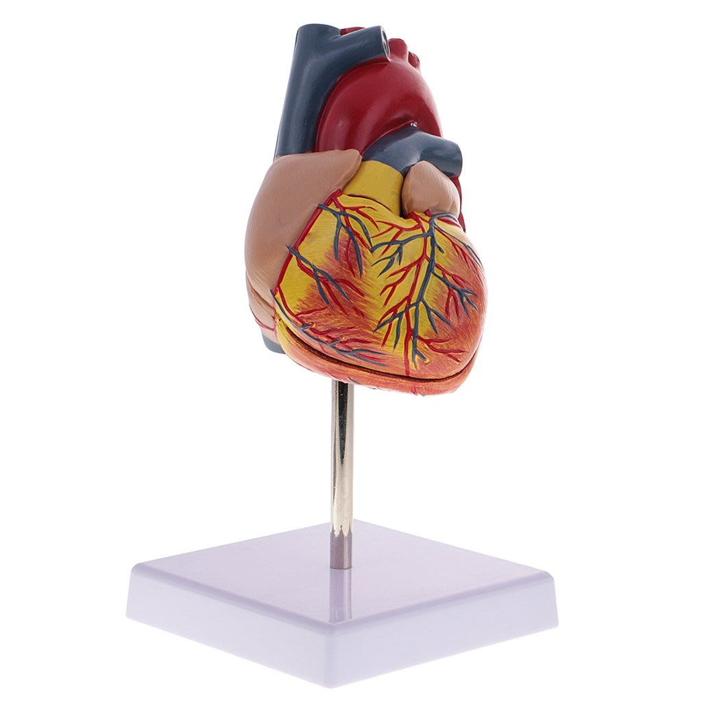 1: 1 Human Heart Organ Model Removable 2 Parts Anatomical Model for School Teaching Tool Learning Display Lab Supplies