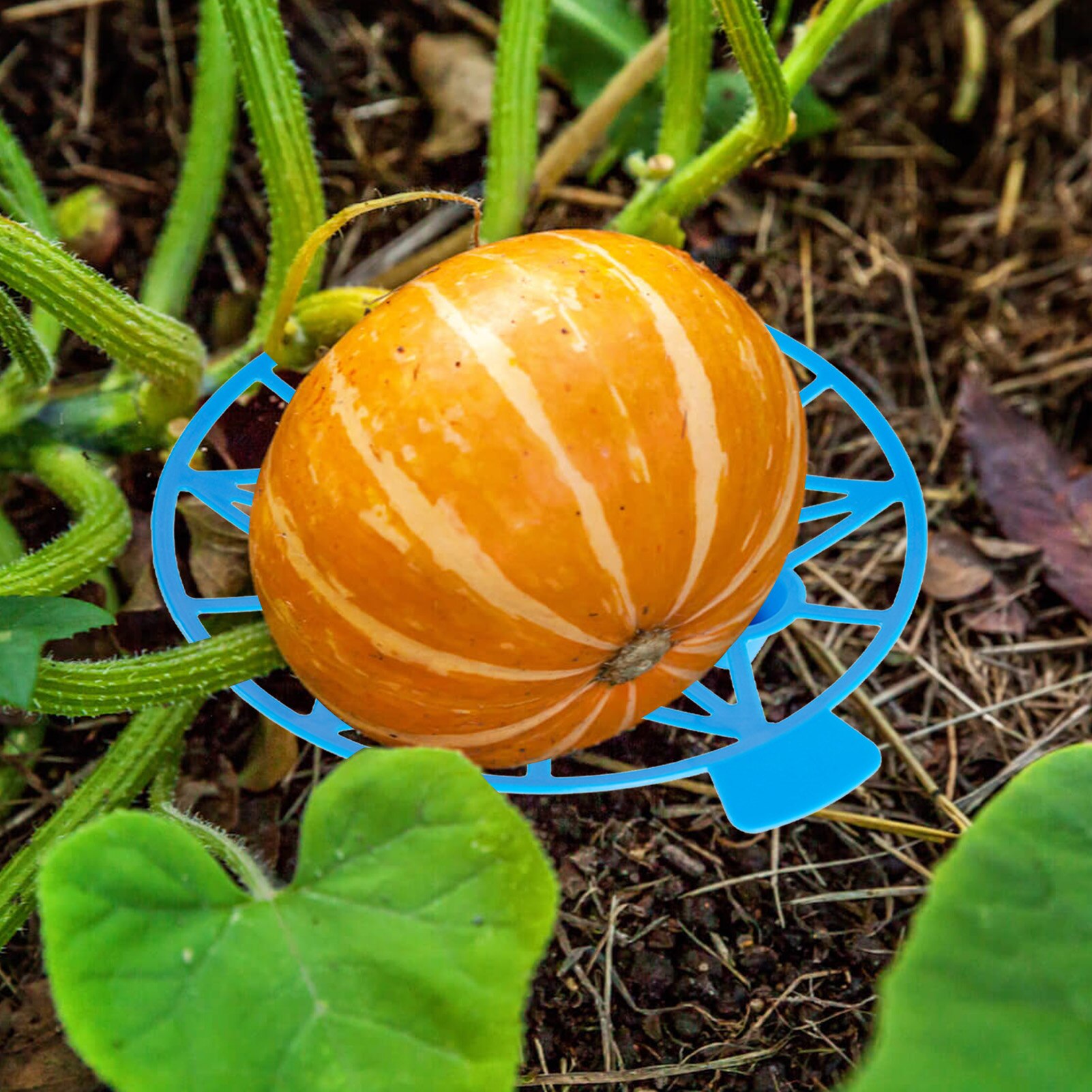 5pc Plastic Watermelon Cradle Potato Strawberry Planter Planting Container Multi-mouth Container Holder Support Protector