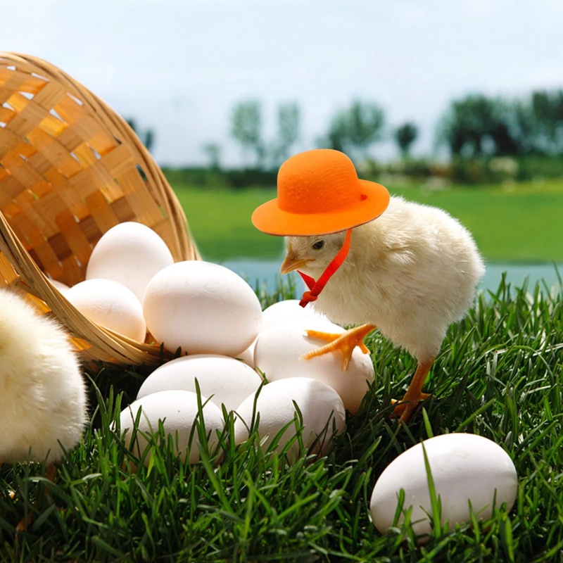Sombrero de pollo para gallinas, mascotas pequeñas, accesorios divertidos para pollo, sombrero de copa para gallina, gallo, pato, loro, hámster, aves de corral, disfraz de espectáculo