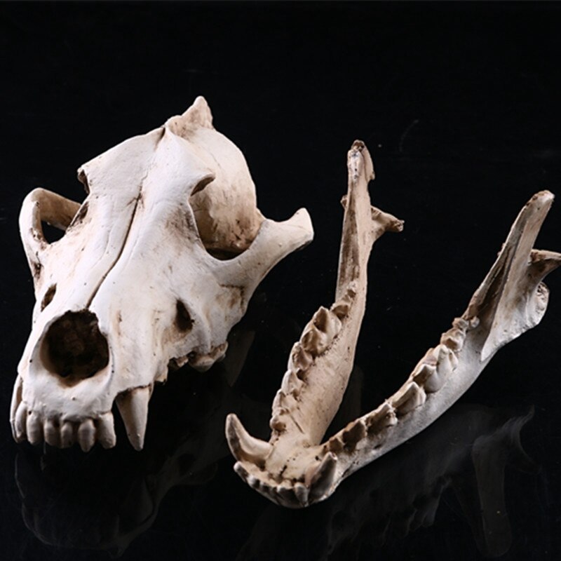 Wolf Schädel Skulptur Modell Wolf Hund Skelett Harz Simulation Ebene Schädel Modell Zu Hause Büro Bar Statue Dekor Handwerk Ornament