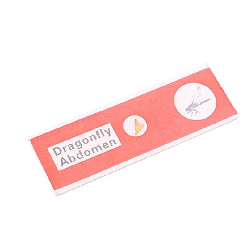 48pcs/set Kids Plastic Prepared Microscope Slides Biological Specimen Sample