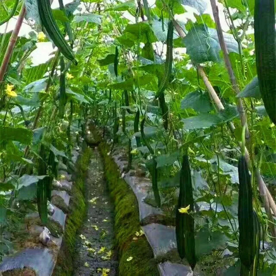 Red de escalada para jardín, red de enrejado, soporte para plantas de alta resistencia para flores, vegetales, vid, huerto, herramientas de jardinería