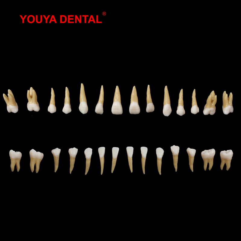 28pcs Dental Model Resin 1:1 Permanent Tooth Model With Pulp Cavity Simulation Isolated Oral Teeth Dentistry Material Supplies