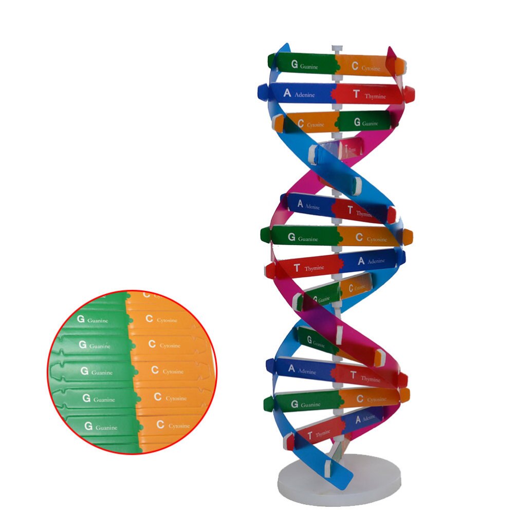 Diy dna dobbelt helix model biologisk videnskab eksperiment værktøj menneskelige gener læringsværktøj til skolekontor: Default Title